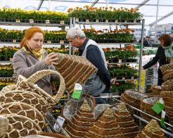 В МО разрешена торговля рассадой и семенами