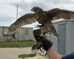 На производстве «Грунт Эко» появится патрульный ястреб