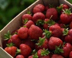 Инвесторы сделают Подмосковье лидером по выращиванию ягод